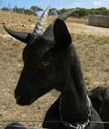 The Australian Melaan (source: http://www.gica.com.au/history-ofgoats/dairy-goats) 2.