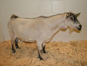 Nigerian Dwarf This is a miniature goat from Africa but has a longer body than a