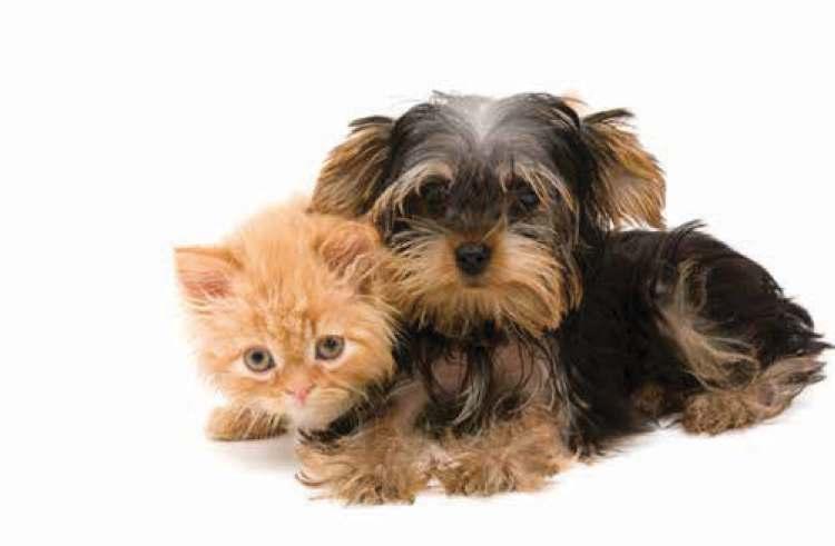 WHAT ARE THE BENEFITS OF SPAYING OR NEUTERING MY PET?
