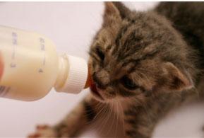 Use an appropriate formula at the correct dilution to ensure kittens do not get diarrhoea or constipation.