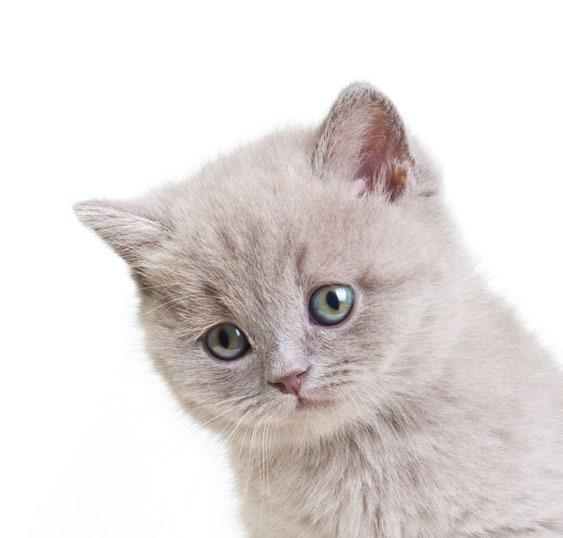 KEEP YOUR KITTEN HEALTHY FOR LESS with our monthly payment plan WHY DOES YOUR KITTEN NEED PREVENTIVE CARE? Kittens need frequent veterinary care in their first year of life to ensure maximum health.