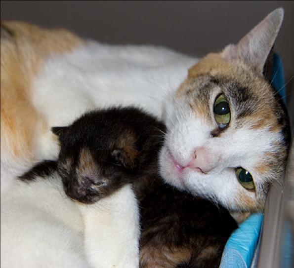 Daily Care for Moms with Kittens Most mothers, even first-timers, can take care of themselves and their offspring quite well.
