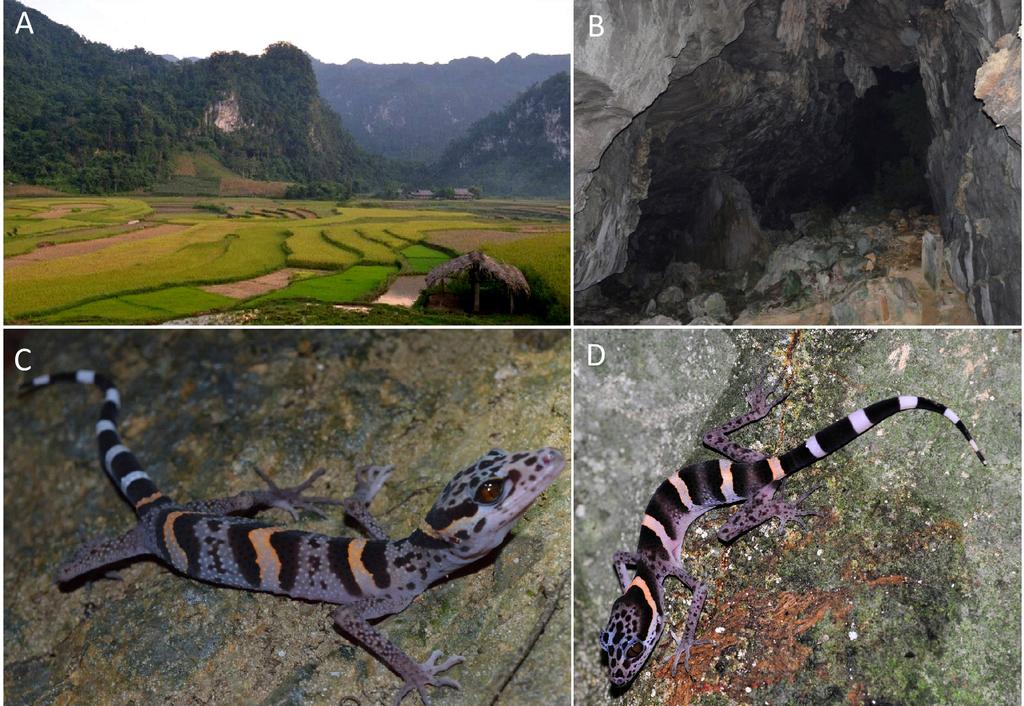 First population assessment of two cryptic Tiger Geckos Fig. 2. A: Macrohabitat and B: Microhabit of Goniurosaurus luii in Ha Lang District, Cao Bang Province, North Vietnam; specimens of G.
