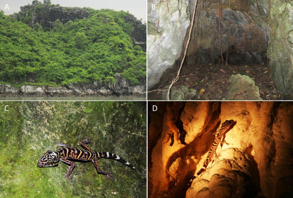 Ngo et al. Fig. 3. A: Macrohabitat of Goniurosaurus catbaensis at the coast of Cat Ba Island; B: Limestone cliffs, the typical microhabitat of G. catbaensis; C: Adult male of G.