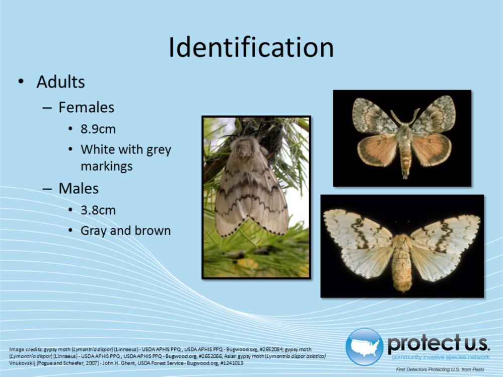 Adults, much like the pupae, will display sexual dimorphism. The males are gray and brown with a wingspan of around 3.8cm (1.5in).