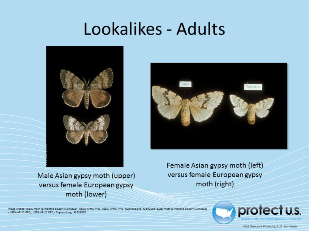 The major lookalikes of Lymantria dispar asiatica are other subspecies of gypsy moths. The most common one is the European gypsy moth which is already a pest in Northern America.