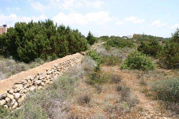 Habitat of the Ibiza Wall  Pagina 17 van