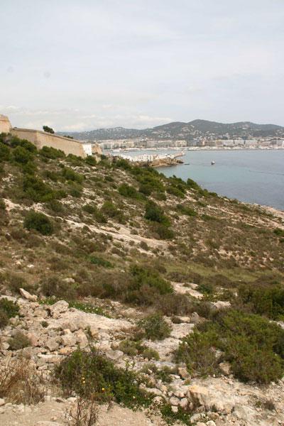 Fort Habitat of the Ibiza Wall lizard