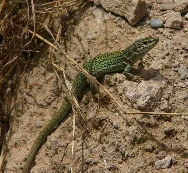 Habitat for Moorish Gecko