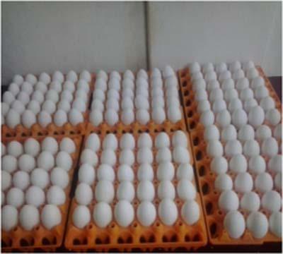 Selection and collection of broody hens: Twenty one broody hens with the same age and body size (852±31 g) were purchased from local market.