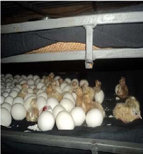 RESULTS AND DISCUSSION Hatchability trait performance: Number of egg set per batch, percentage of embryonic mortality, dead in shell, hatchability, normal/abnormal Day Old Chick (DOC), chick weight