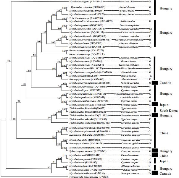 Phylogenetic relationship consistent with spore