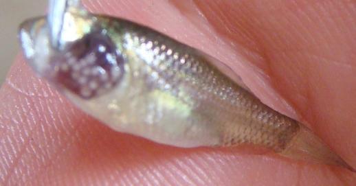 April to late June on fry fish below 7cm in body length; Economic losses: 10 million per year;