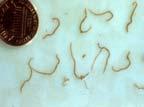 Sheep Internal Parasites Most important is arer pole worm, Haemonchus contortus Blood sucking parasite Anemia (pale) and ottle jaw Other, similar parasites contriute ut not usually a prolem y