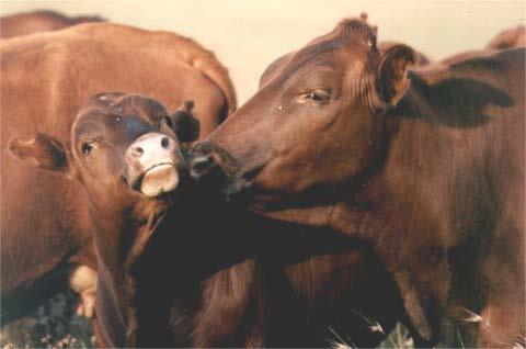 Stressors Encountered at Weaning Separation from dam Milk deprivation