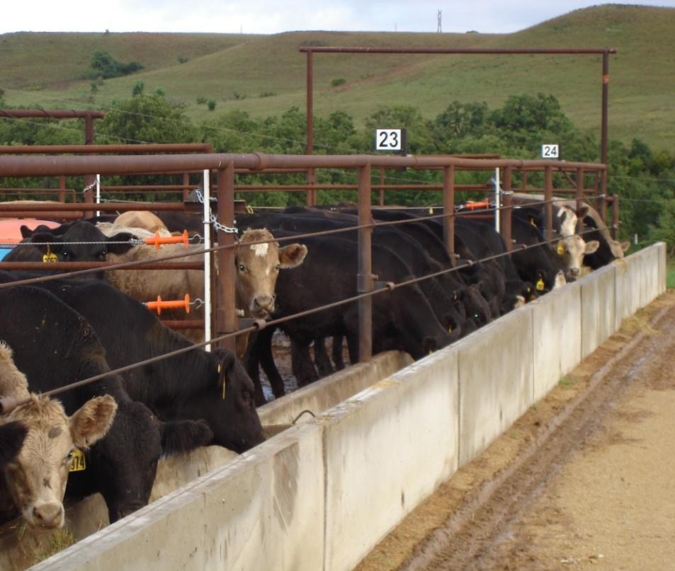 bulls and steers Purchased through