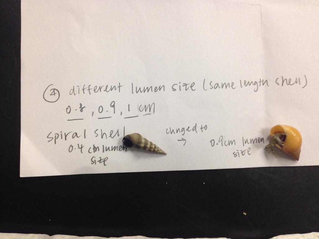 2 nd experiment: Original shell length of hermit crab:2.2 cm Original lumen size of hermit crab: 0.3cm Result Lumen size provided(cm) 1st Hermit crab s preference 2nd Hermit crab s preference 0.