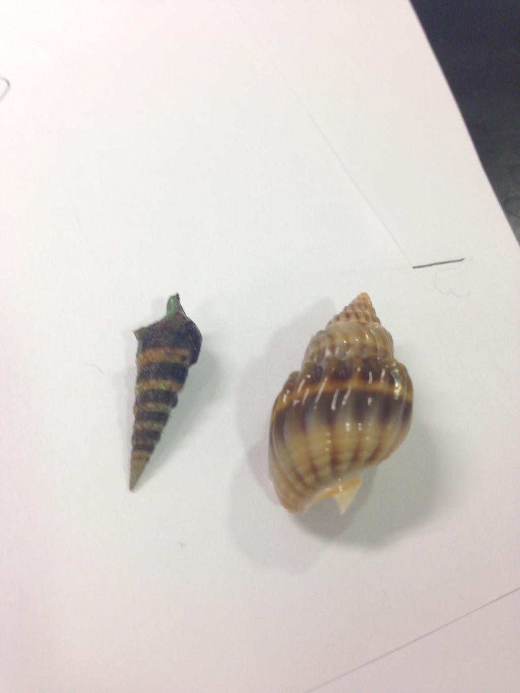 4.3.3 Effect of hermit crab on shell selection of lumen size smaller than its original one. Fig.