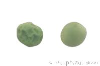 A round pea is dominant to a wrinkled pea.
