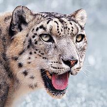 Snow leopards live in the high reaches of the Himalayas and have several adaptations to deal with living most of the time in snow.