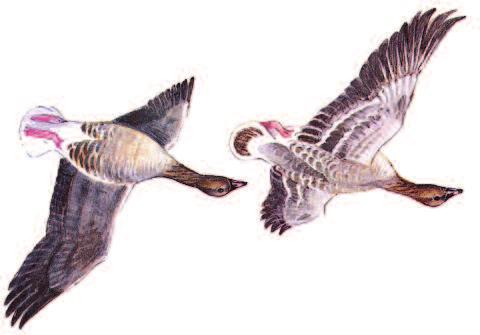PINK-FOOTED GOOSE Anser brachyrhynchus Size: 60 76 cm (24 30 in) Medium-sized, pinkish-grey goose characterised by dark head and neck, contrasting with pale brownish body.