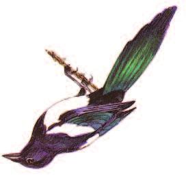 Belly, flanks and scapulars white; rest of plumage black with bluish or greenish gloss.