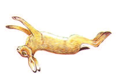 BROWN HARE Lepus europaeus Size: 50 68 cm (20 27 in) Medium-sized, characterised by very long ears and very long hind legs.