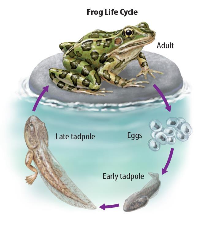 Characteristics of Most amphibians begin life as aquatic organisms, but live on land as adults.