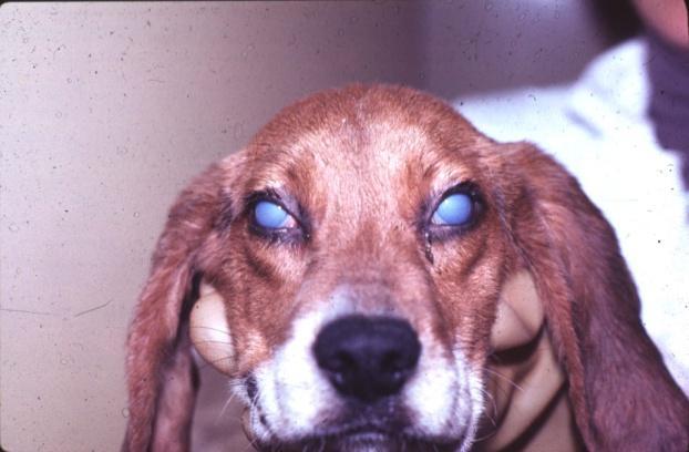 Photo: LE Carmichael Canine Adenovirus-1 Infectious canine hepatitis (ICH) is caused by canine adenovirus type 1 (CAV-1).