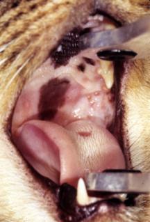 Feline Calicivirus Feline calicivirus (FCV) leads to feline respiratory disease complex (FRDC) in combination with other viruses (especially feline herpesvirus-1), bacteria, stress and a variety of