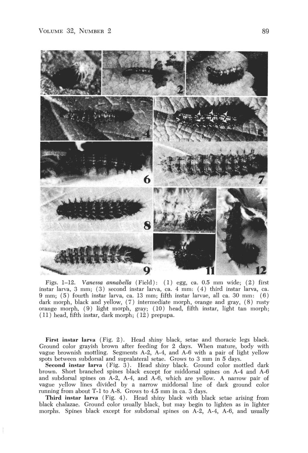 VOLUME 32, NUMBER 2 89 Figs. 1-12. Vanessa annabella (Field): (1) egg, ca. 0.5 mm wide; (2) first ins tar larva, 3 mm; (3) second instal' larva, ca. 4 mm: (4) third instal' larva, ca.