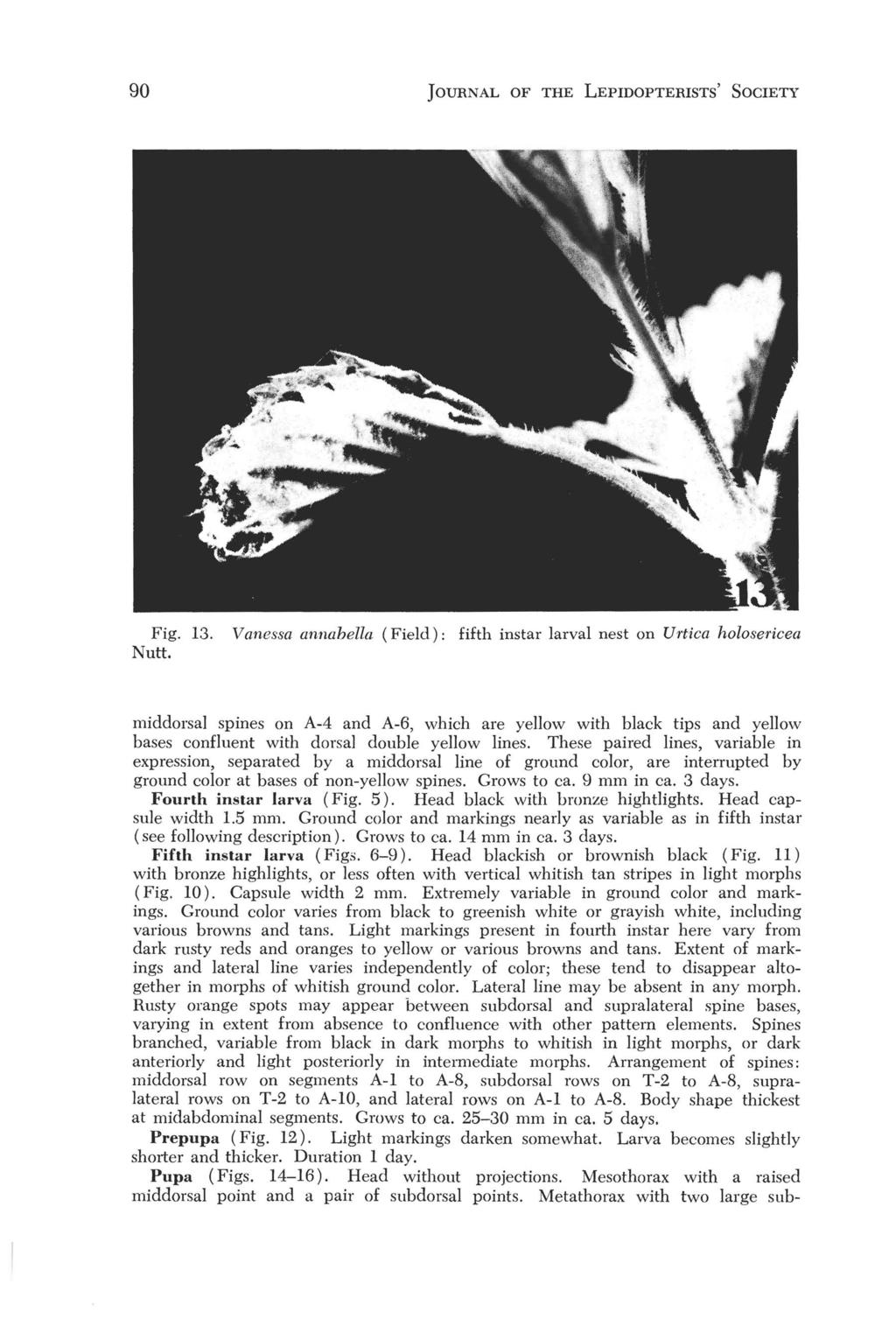 90 JOURNAL OF THE LEPIDOPTERISTS' SOCIETY Fig. 13. Nutt.