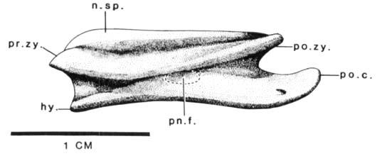 322 S. C. B. HOWSE Figure 10. Pterodactylus antiquus Soemmerring; middle-series cervical vertebra in left lateral view restored with position of pneumatic foramen indicated (after Wellnhofer, 1970).