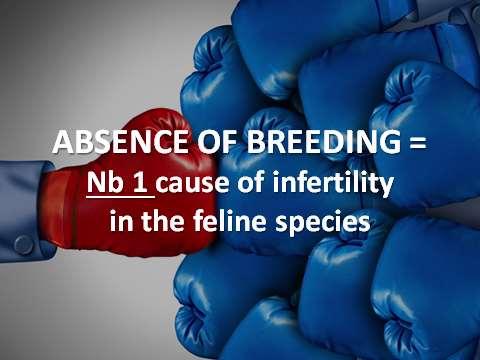 When you think of infertility in the feline species, you MUST be aware of the fact stated on the slide above : absence of breeding is, without any doubt, THE number 1 cause of