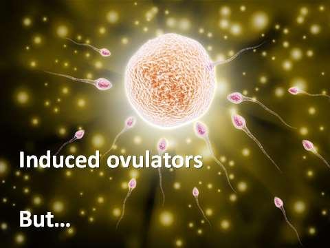 We already mentioned that queens are induced ovulators, which means breeding will lead to release of the eggs from the ovaries of the female.
