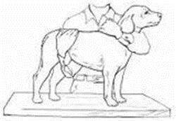 III. PHYSICAL RESTRAINT Dog standing: https://www.