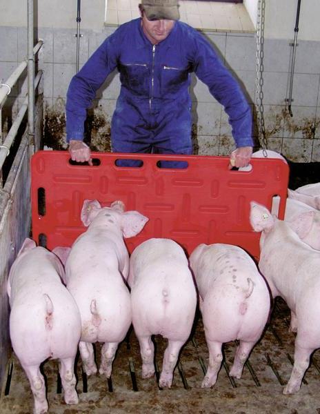 Restraint-Porcine (bullet points) Pigs