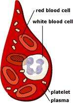 What is blood made up of? An adult human has about 4 6 liters of blood circulating in the body. Among other things, blood transports oxygen to various parts of the body.