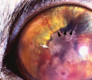 130 Small Animal/Exotics Compendium February 2001 ry cells, iris swelling, and anterior synechiae can impair aqueous outflow and contribute to the development of secondary glaucoma.