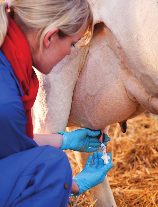 Trial Conditions Uninfected cows somatic cell count <200,000 cells/ml Infected cows somatic cell count >200,000 cells/ml Study design Cepravin ITS Infected Uninfected Dry Cow Therapy