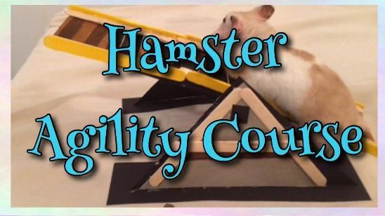 : 4-H Club: Phone Number: Email: Cavy Agility Cavy s name Hamster Agility Hamster s name Cavy/hamster must be