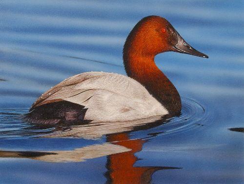 SAV It swhat s for Dinner Student Worksheet Both canvasback ducks and redhead ducks depend on the nutritious seeds and tubers of SAV, especially wild celery and redhead grass, to get them through the
