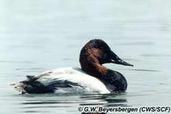 Canvasback Aythya valisineria is a wild duck that is found only in North America.