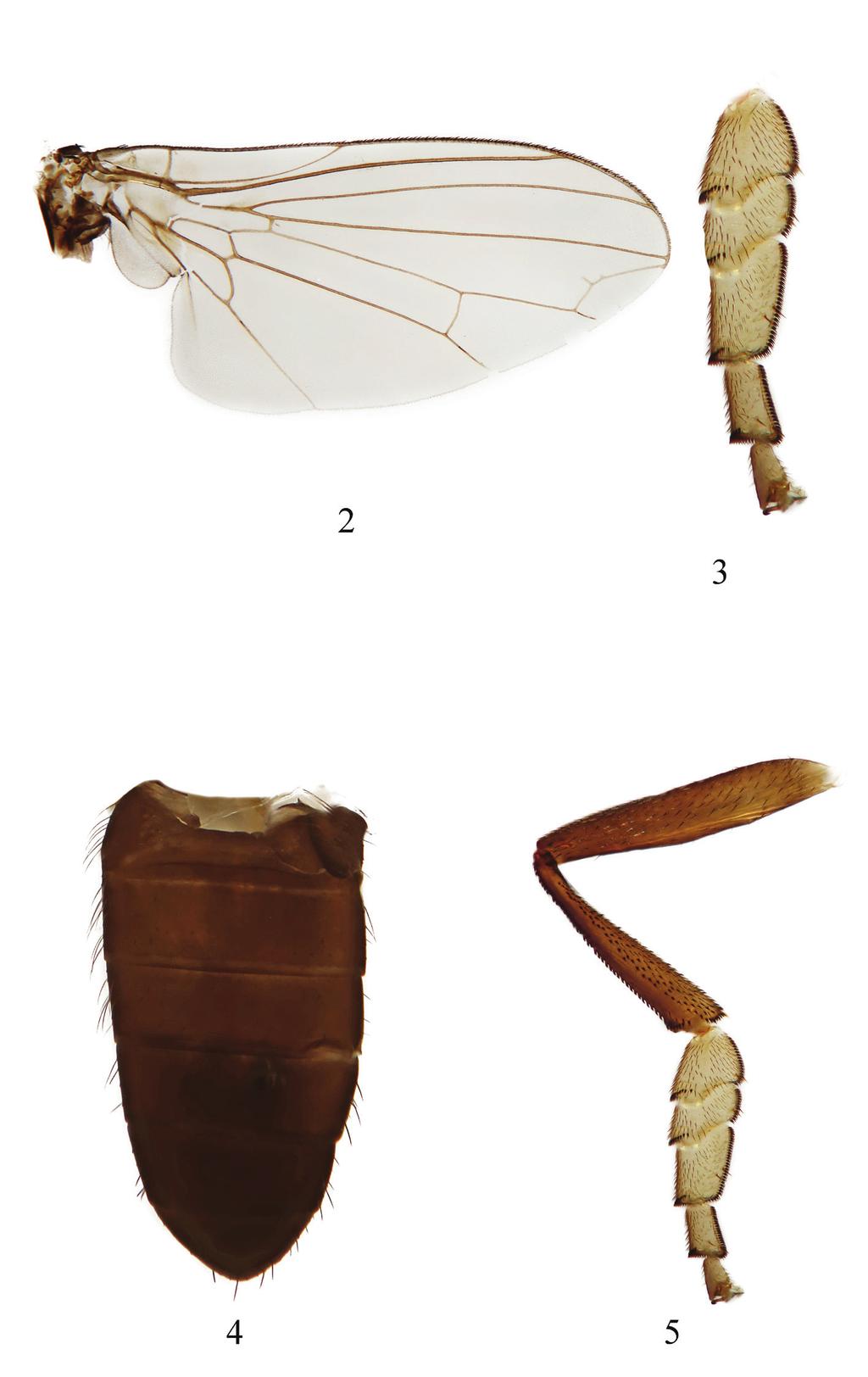 han & yang 60 Figure 2 5. Lindneromyia argyrogyna (de Meijere) (male). 2. wing; 3.