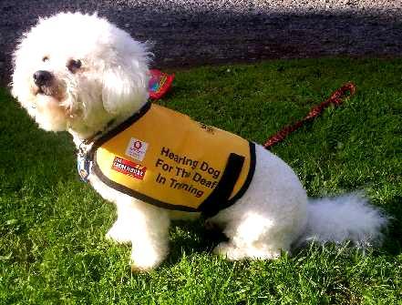 Assistance Dogs Leader Dogs or