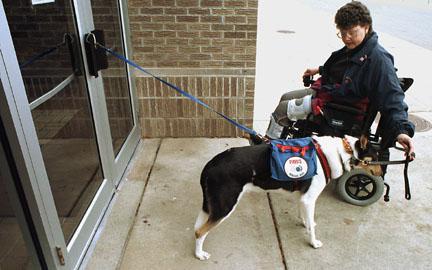 Why Service Dogs are Important The Americans with Disabilities Act was passed in 1990 and signed into legislation in 1992