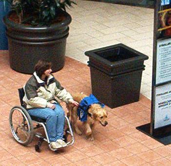 How do Service Dogs interface?
