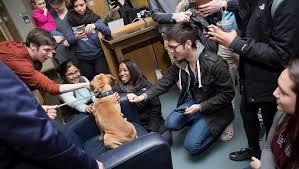 Social and Classroom Behaviors Dogs on university campuses: Wildly popular! A review published in 2015 yielded 925 programs in the USA (Crossman & Kazdin, 2015).