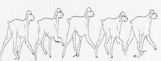 GAIT ANALYSIS The Walk The Amble The Pace The Trot A Flying Trot The Canter The Gallop GAIT FAULTS FROM THE SIDE Interference at a trot or Over reaching with the back legs.