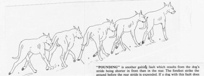 GAIT FAULTS FROM THE SIDE Pounding: A